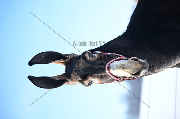 file_177153841664
