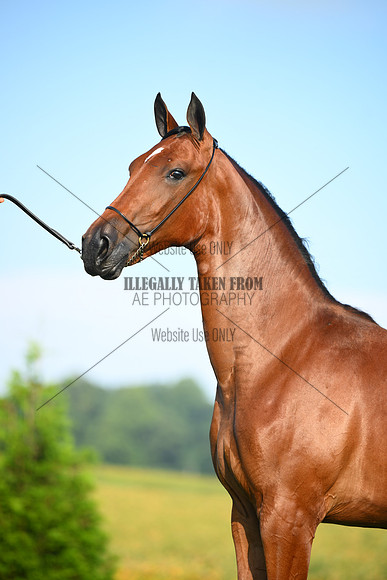 AJB_0729