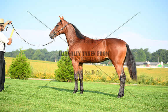 AJB_0767