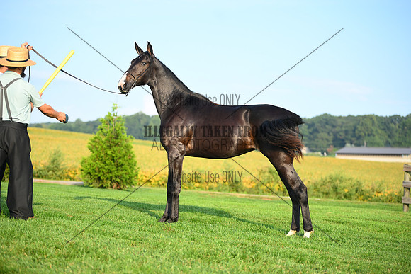 AJB_0596