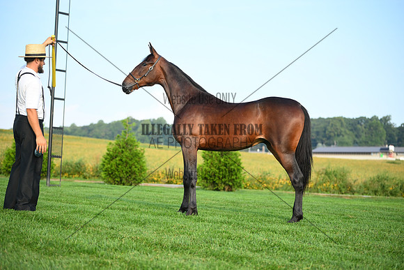 AJB_0617