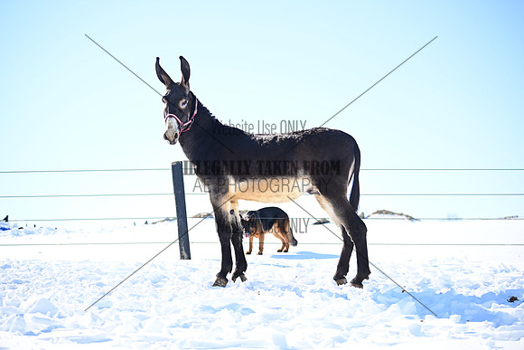 file_177012298752