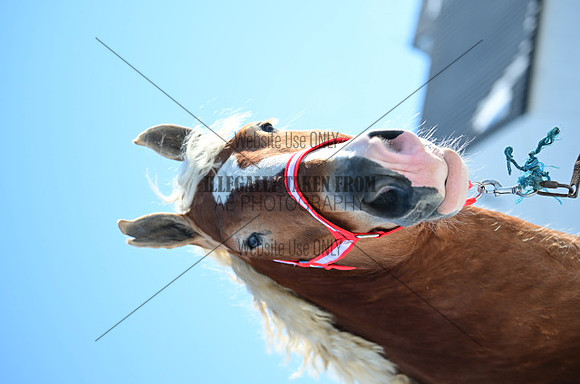 file_177700302848