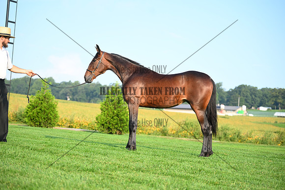AJB_0623