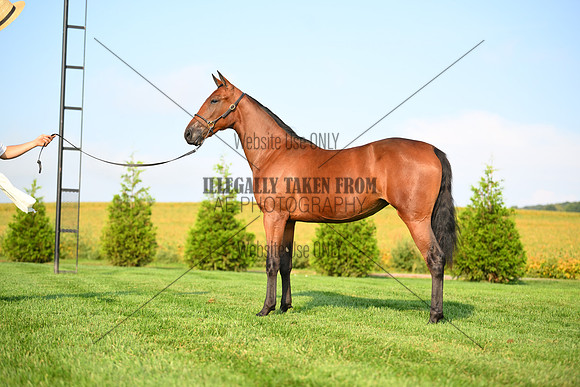 AJB_0716
