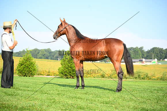 AJB_0765
