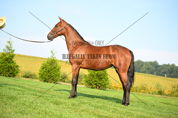 AJB_0711