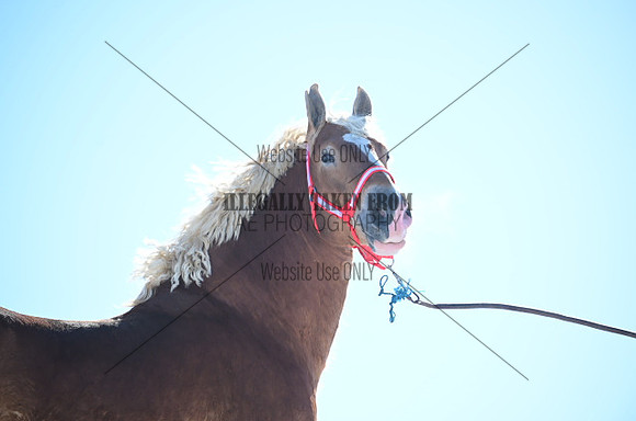 file_177606227456