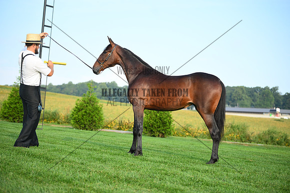 AJB_0615