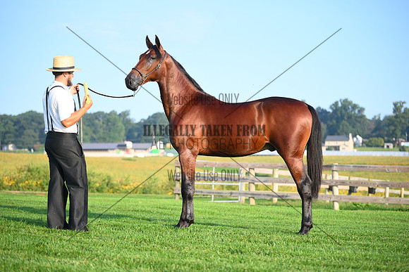 AJB_0551