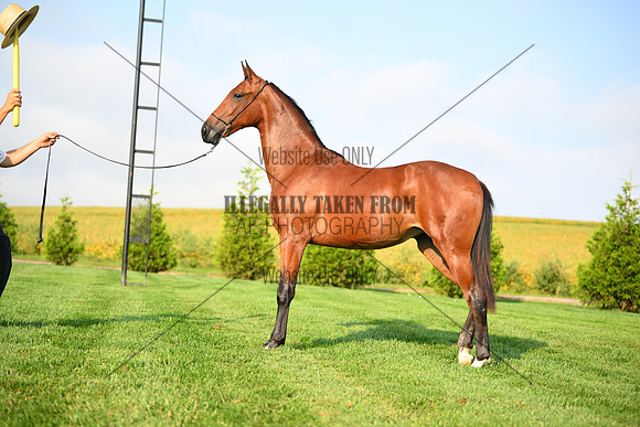 AJB_0742