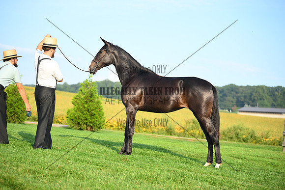 AJB_0588