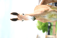 file_248586155520