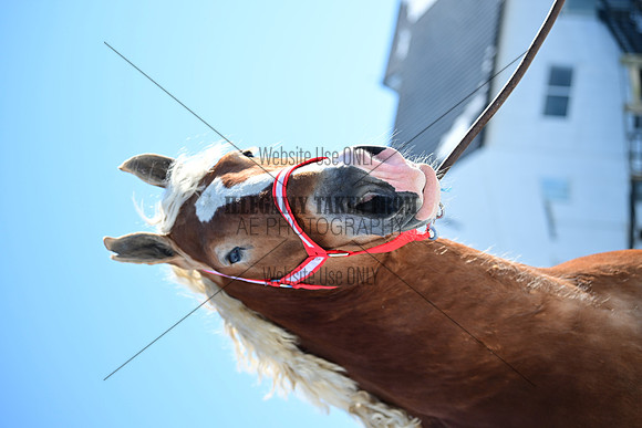 file_177679227904