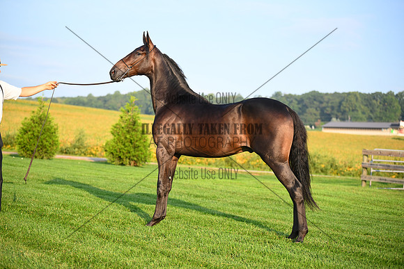 AJB_0536
