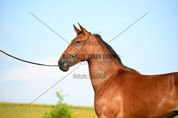 AJB_0664