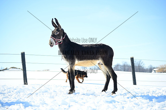 file_176942296064