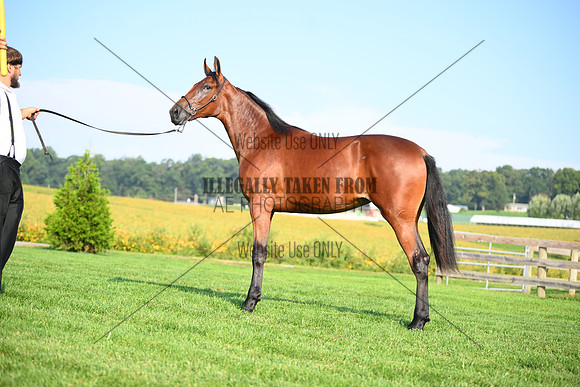 AJB_0784