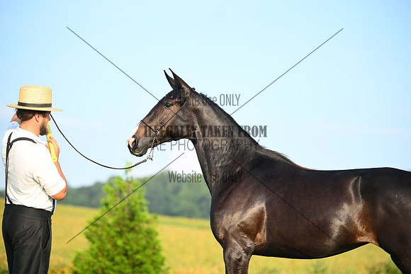 AJB_0587