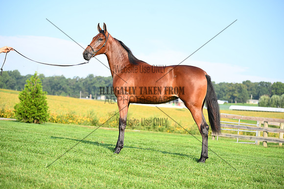 AJB_0788