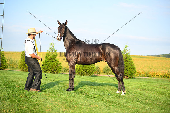 AJB_0570
