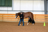 30. Amateur Performance Geldings