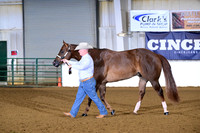 39. Amatuer Aged Gelding