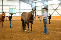 77. Performance Geldings