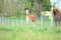 file_247466165760