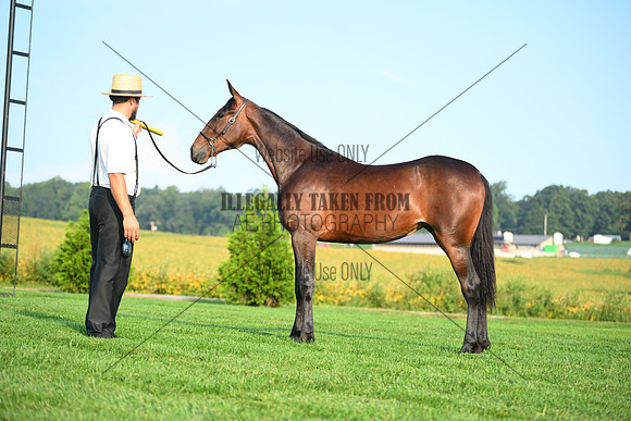 AJB_0621