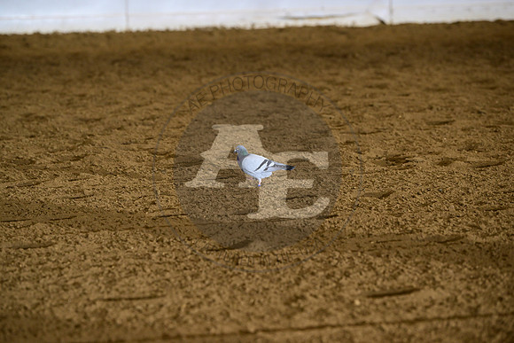 AJB_2209