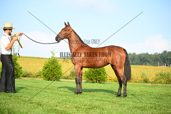AJB_0684