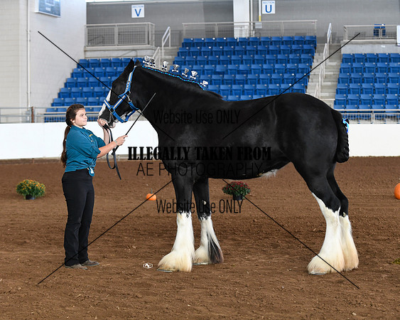 shires_5672