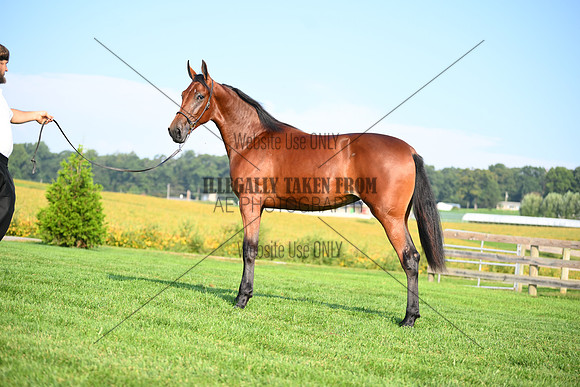 AJB_0787