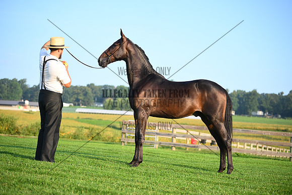 AJB_0519