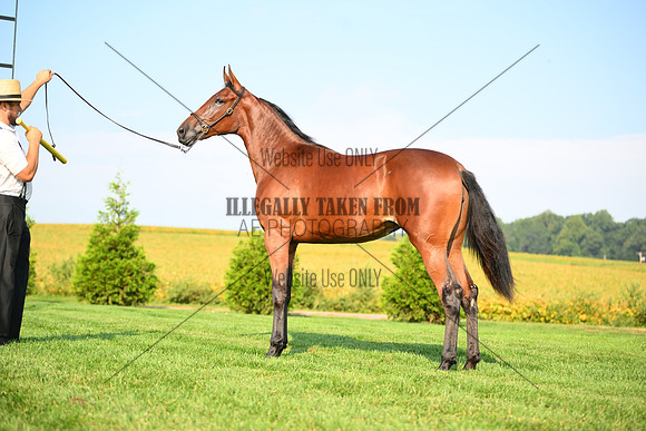 AJB_0774