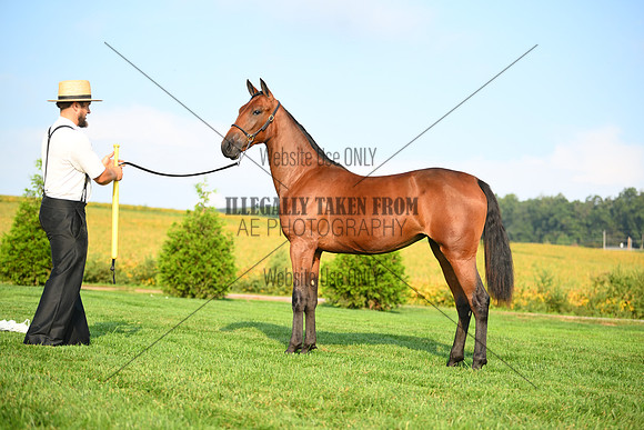 AJB_0682
