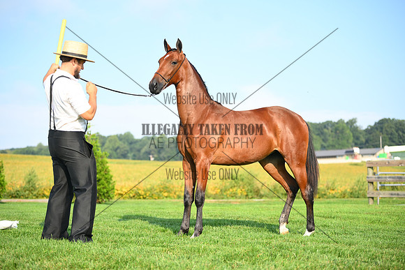 AJB_0736