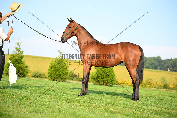 AJB_0719
