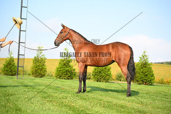 AJB_0714