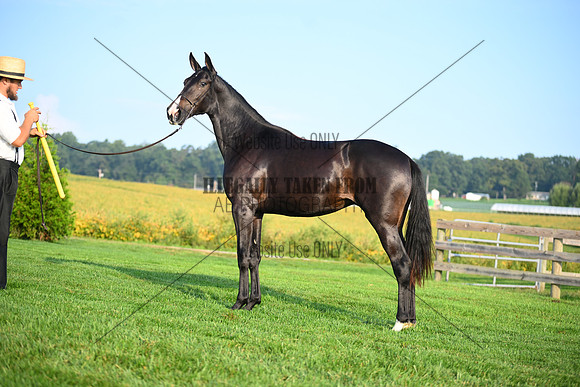 AJB_0573