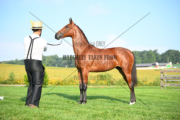 AJB_0733