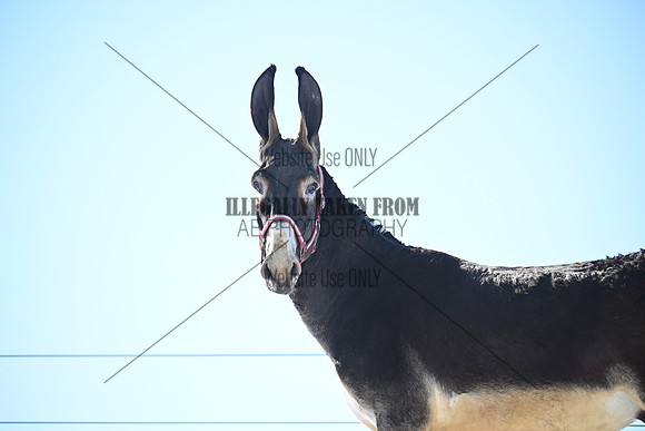 file_177082466304