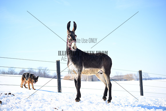 file_177165303808