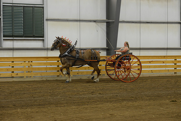 Ladies Cart_Belgians-2
