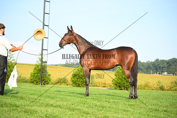 AJB_0635
