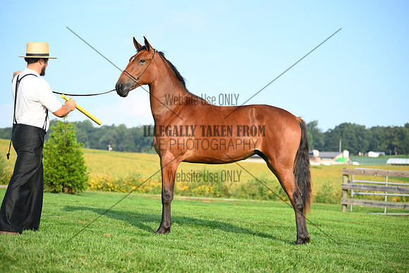 AJB_0666