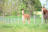 file_247458630656