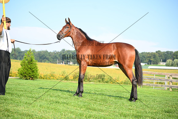 AJB_0783