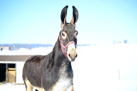 file_176866485248